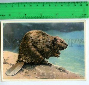 420820 GERMANY humans animals Canada beaver hunt OLD Tobacco Card w/ ADVERTISING