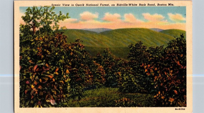 Ozark Nat'l Forest on Bidville-White Rock Road Boston Mts Vintage Postcard N48