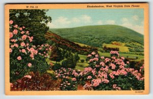 Postcard Rhododendron State Flower West Virginia Linen Curt Teich Vintage