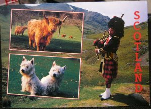 Scotland Greetings Highland Cattle Piper West Highland Terriers - posted 2005