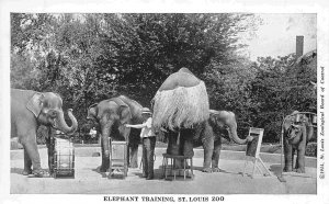 Elephant Training St Louis Zoo Missouri 1944c postcard