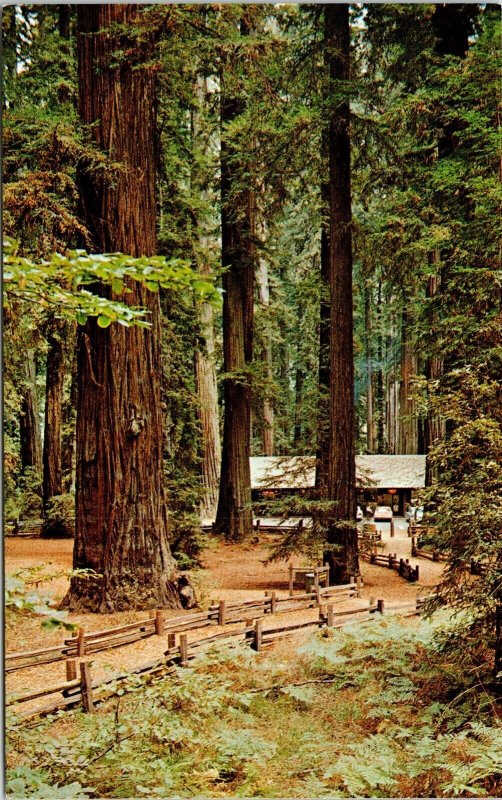 Trail Through Redwoods Richardson Grove State Park California CA Postcard UNP 