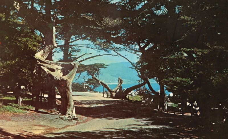 Vintage Postcard Ghost Tree Fanciful 17 Mile Drive Monterey Peninsula California
