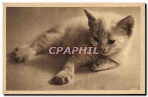 Old Postcard Cat Cats Kitten