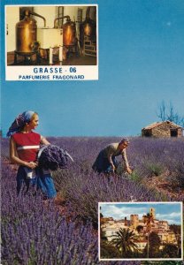 Grasse Perfumerie Fragonard Women Picking Flowers For Perfume French Postcard