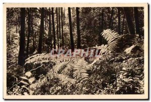 Postcard Old Huelgoat (Finistere) The giant Fougeres de la Foret