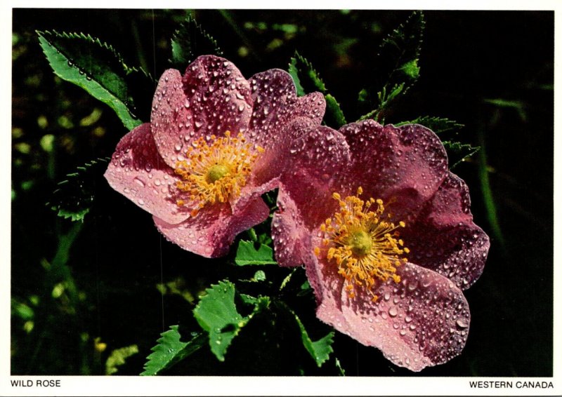 Canada Flowers The Wild Rose Or Prickly Rose