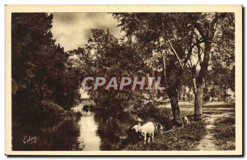 Old Postcard Chevre Argenteuil