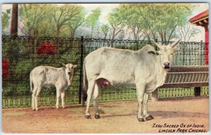 c1910s Chicago, IL Zebu Sacred Ox of India Lincoln Park Zoo PC Baby Oxen A324