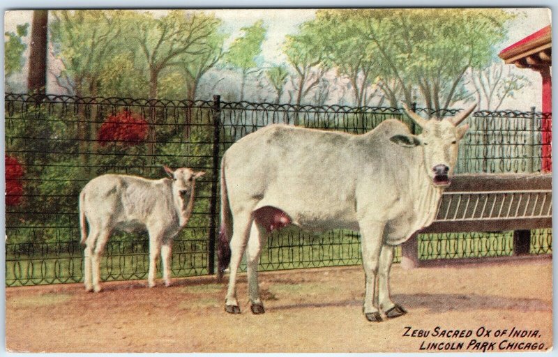 c1910s Chicago, IL Zebu Sacred Ox of India Lincoln Park Zoo PC Baby Oxen A324