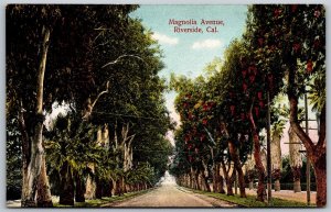 Vtg Riverside California CA Magnolia Avenue Trees Tropical Palm 1910s Postcard