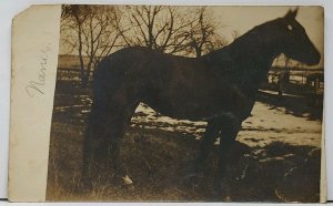 RPPC Horse George Henderson c1908 to Williamsport Indiana Maud Rend Postcard H4