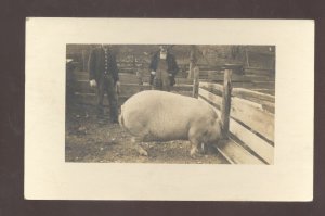 RPPC HARRISBURG PENNSYLVANIA PA. LARGE HOG PIG SOW REAL PHOTO POSTCARD