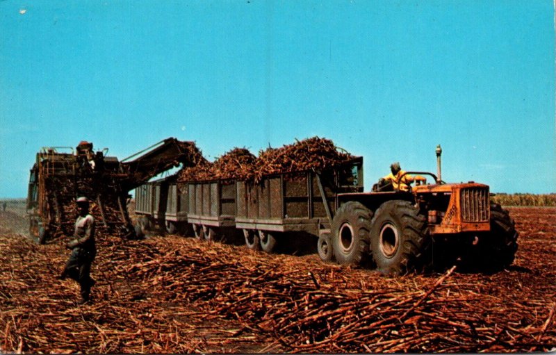 Florida Clewiston Sugar Cane Loader In Sugar Cane Field Of The United Stated ...