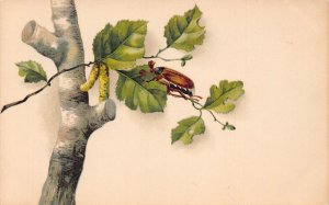 Spring Greetings Maybug Climbs Tree Birch Leaf Insect vintage postcard C316