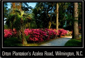 North Carolina Wilmington Orton Plantation's Azalea Road