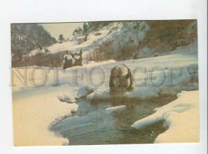 3179581 Giant Panda old postcard