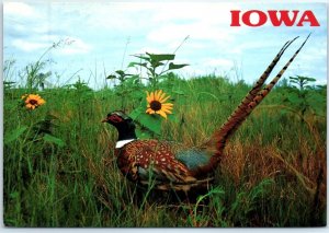 Postcard - Pheasant - Iowa