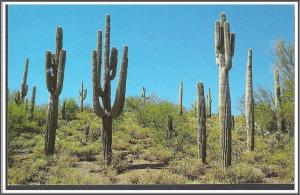 Arizona Saguaro Grouping - [AZ-031]