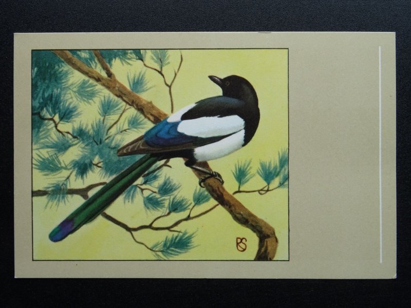 Bird Theme MAGPIE c1950s Postcard by P. Sluis Series 9 No.110