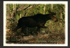 ME Young Bull Moose Animals Wildlife Postcard