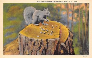 Nut Cracker Squirrel / Chipmunks / Woodchucks Catskill Mountains, New York, U...