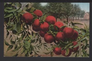 Oregon How Red Apples Grown In Oregon by Edw H. Mitchell ~ DB