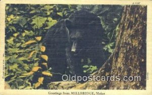 Greetings from Millbridge, Maine USA Bear  1951 light wear, postal used 1951