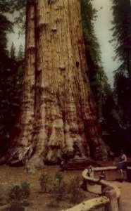 General Sherman - Fresno, California CA  