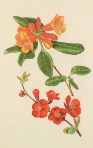 Chaenomeles Superba Rowallane Rhododendron Flower Postcard