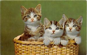 Ck-338 Cats in Basket Cat Unused 