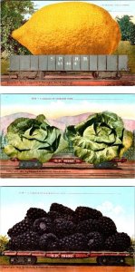 3~ca1910's Mitchell Exaggeration Postcards LEMON~CABBAGE~BLACKBERRIES Train Cars
