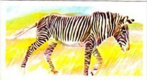 Brooke Bond Tea Trade Card Vanishing Wildlife No 23 Grevy's Zebra