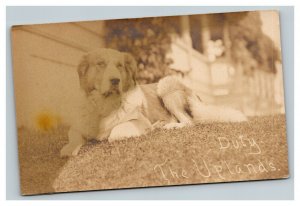 Vintage 1907 RPPC Postcard Golden Retriever Family Pet Beautiful Dog