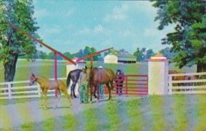 Horses Calumet Farm Kentucky