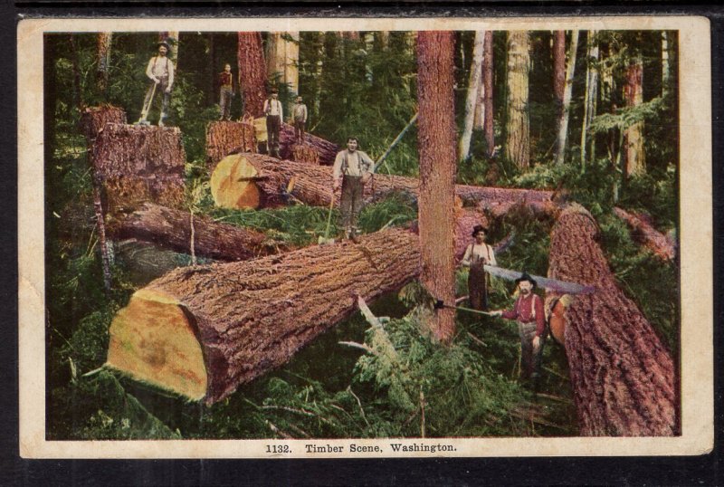 Timber Scene,Washington BIN