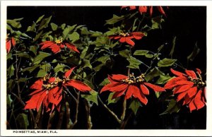 Florida Miami Beautiful Poinsettias Curteich