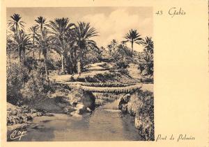 BR46069 Pont de palmier Gabes   Tunisia