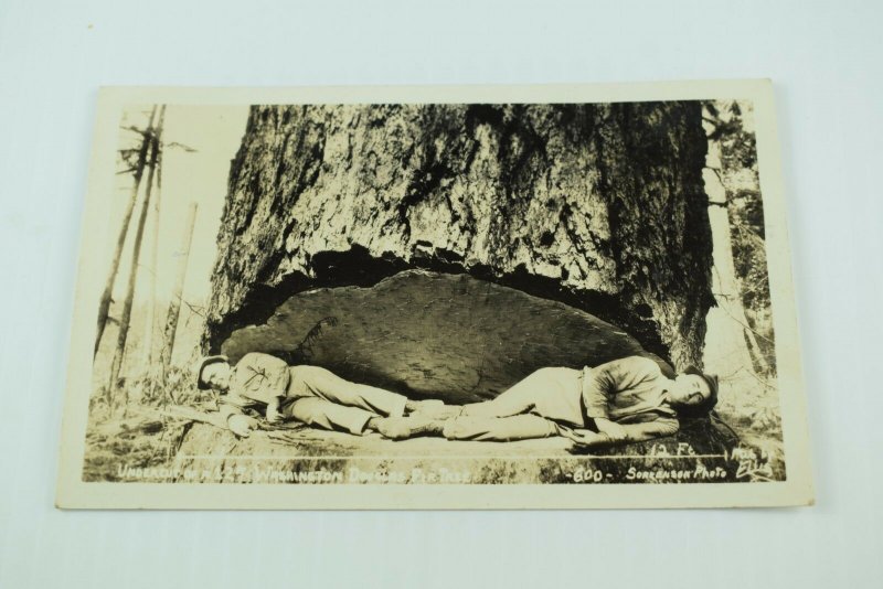 Vintage RPPC Men Laying In Undercut 12 Ft Giant Douglas Fir Logging Lumber P72