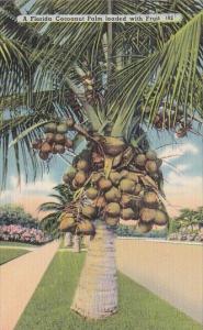 Florida Tampa A Florida Cocoanut Palm Loaded With Fruit 1941