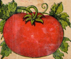 1870s-80s Can Label Scrap Gray Kingman & Collins Tomatoes #6Z