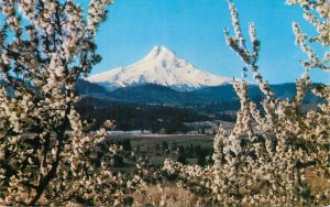 United States Mt. Hood Oregon blossom mountain snow peak