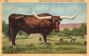 Vintage Postcard Texas Long Horn Steer Old Time Cattle On Range & Plains Texas