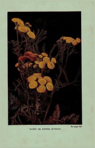 Vintage 1922 Print Tansy Pasture Thistle 2 Side Flowers You Should Know