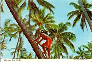 Vintage Native Hawaiian Coconut Tree Climber Honolulu Hawaii PC2922