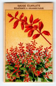 1920's Flower Seed Art Print SAUGE ECARLATE Lithograph Original Vintage Unused