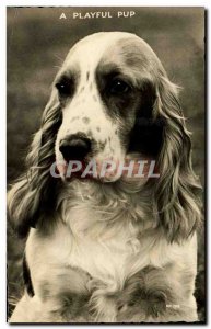 Old Postcard Dog Dogs A playful pup