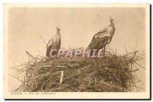 Old Postcard Alsace Storks Nest