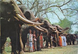 B89873 sri lanka ceylon tuskers procession  elephant types folklore