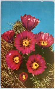 Postcard - Hedgehog Cactus (Echinocereus Engelmanii)